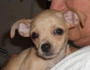 Hindley the Chihuahua Puppy