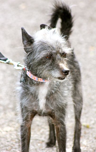 Annabelle the Terrier