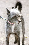 Tinkerbelle the Terrier