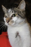 Kelsey the Sweet Stray