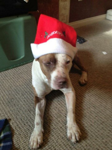 Titus the Terrier