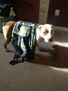 Titus the Terrier