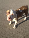 Titus the Terrier