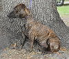 Jinny the Dachshund Blend