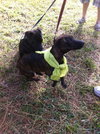 Jimbo the Dachshund Blend