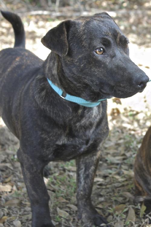 Jimbo the Dachshund Blend