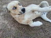 Natalle the Petite Husky Mix