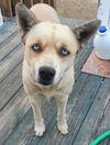 Natalle the Petite Husky Mix