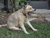 Natalle the Petite Husky Mix