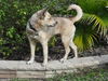 Natalle the Petite Husky Mix