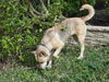 Natalle the Petite Husky Mix