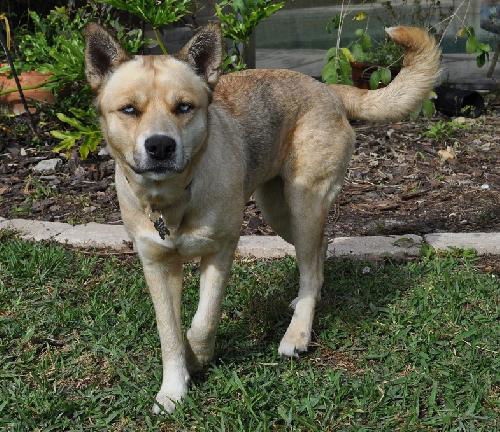 Natalle the Petite Husky Mix