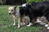 Natalle the Petite Husky Mix
