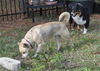 Natalle the Petite Husky Mix