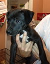Sally the Lab Puppy