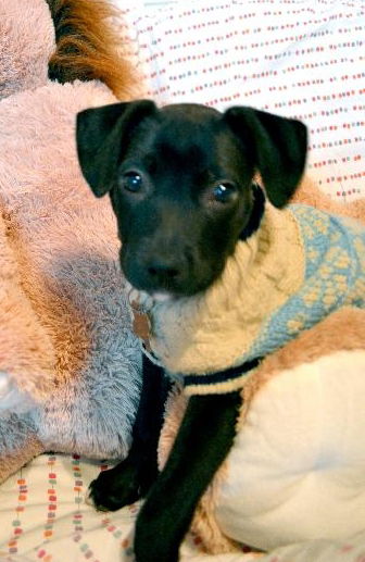 Sally the Lab Puppy