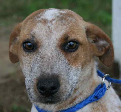 Trixie the Cattle Dog Puppy