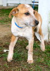 Trixie the Cattle Dog Puppy