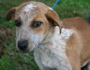 Trixie the Cattle Dog Puppy