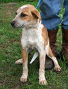 Trixie the Cattle Dog Puppy