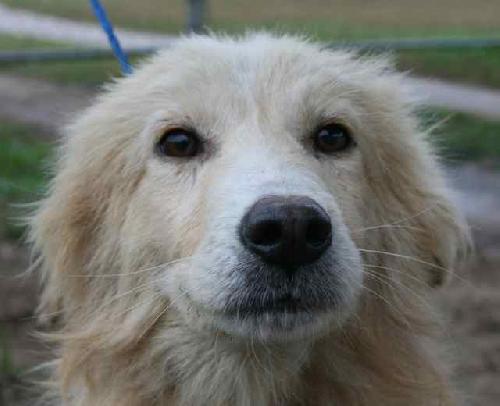 Lewis the Beautiful Golden Blend