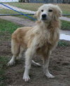 Lewis the Beautiful Golden Blend