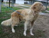 Lewis the Beautiful Golden Blend