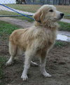 Lewis the Beautiful Golden Blend