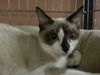 Buttons the Siamese Snowshoe Mix Kitten