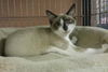 Buttons the Siamese Snowshoe Mix Kitten