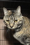 Savannah the DeClawed Sweetie