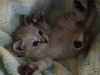 Belle the Siamese Kitten