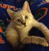 Belle the Siamese Kitten
