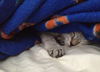 Belle the Siamese Kitten