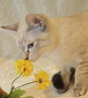 Belle the Siamese Kitten
