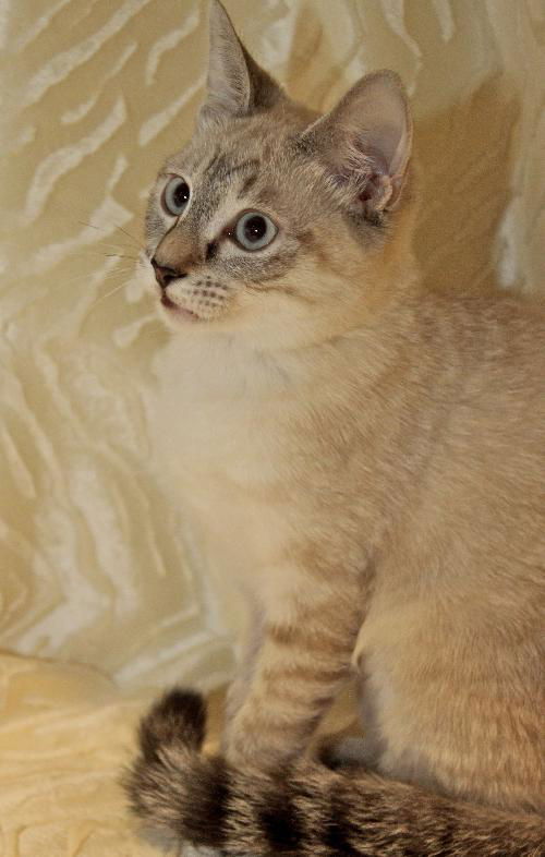 Belle the Siamese Kitten