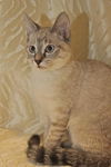 Belle the Siamese Kitten