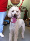 Henry the Poodle