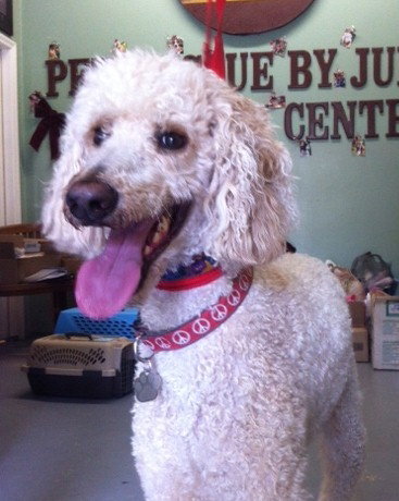 Henry the Poodle