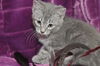 Thomas the Adorable Kitten