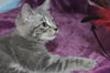 Topher the Hemmingway Kitten
