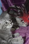 Topher the Hemmingway Kitten