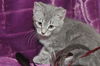 Topher the Hemmingway Kitten