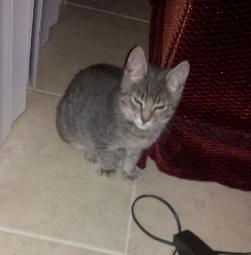 Felix the Kitten