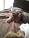 Felix the Kitten