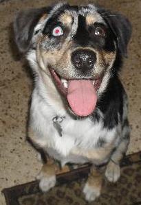 Lilly the Australian  Shepherd Puppy