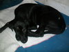 Raya the Lab Puppy