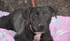 Raya the Lab Puppy
