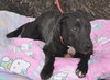 Raya the Lab Puppy