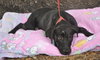 Raya the Lab Puppy